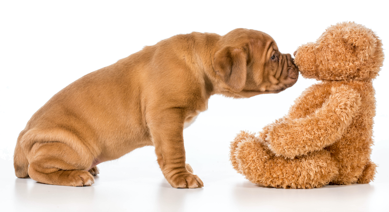 puppy and teddy bear