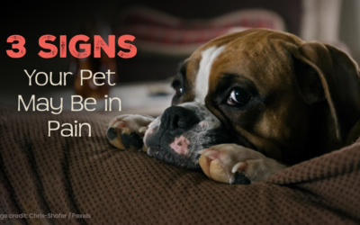 3 Signs Your Pet May Be In Pain