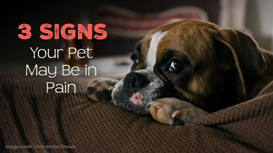 3 Signs Your Pet May Be In Pain
