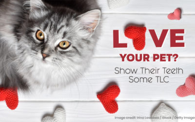Love Your Pet? Show Their Teeth Some TLC